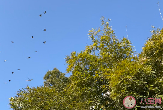 2021二十四節(jié)氣立春到心情感言 立春唯美配圖文案句子