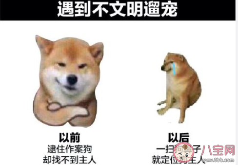 杭州寵物鼻紋身份證如何辦理 動物的鼻紋有什么特殊之處