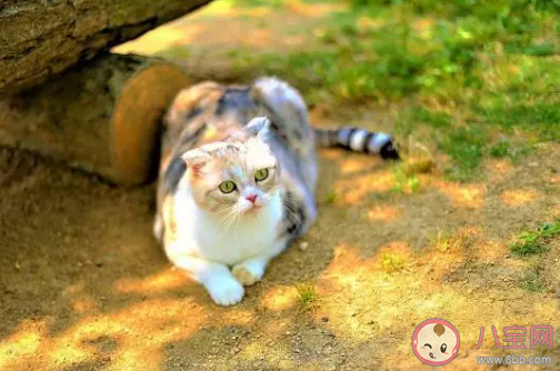 養(yǎng)貓對(duì)主人身體有什么好處 貓送人為什么要給錢