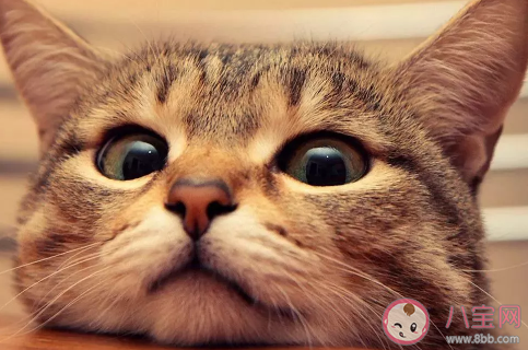 養(yǎng)貓對(duì)主人身體有什么好處 貓送人為什么要給錢