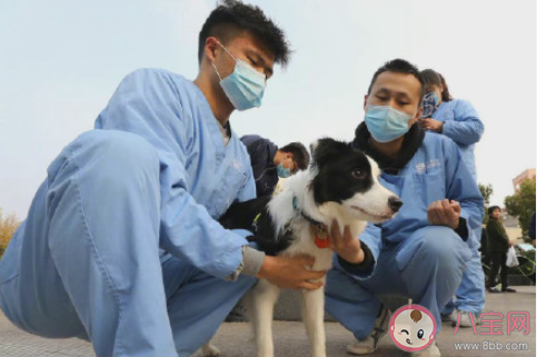 2021新動物防疫法主要內容是什么 如果犬證過期該怎么辦