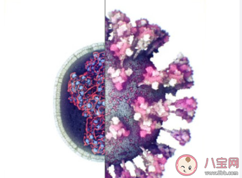 新冠病毒的首個3D圖像是怎樣的 新冠病毒究竟長什么樣子