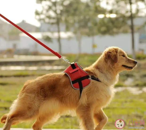 遛狗栓繩入法 新修訂動物防疫法適用哪些動物 遛狗栓繩入法 新修訂動物防疫法適用哪些動物
