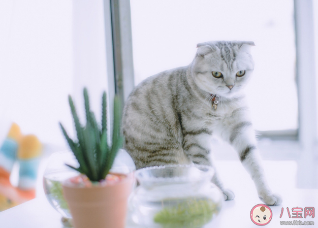 遛狗栓繩入法 新修訂動物防疫法適用哪些動物 遛狗栓繩入法 新修訂動物防疫法適用哪些動物