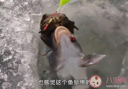 釣魚遇上金蟾抱鯉是怎么回事 金蟾抱鯉是怎樣的 釣魚遇上金蟾抱鯉是怎么回事 金蟾抱鯉是怎樣的