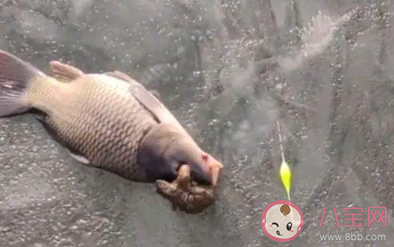 釣魚遇上金蟾抱鯉是怎么回事 金蟾抱鯉是怎樣的 釣魚遇上金蟾抱鯉是怎么回事 金蟾抱鯉是怎樣的