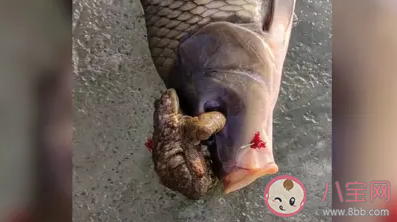 釣魚遇上金蟾抱鯉是怎么回事 金蟾抱鯉是怎樣的
