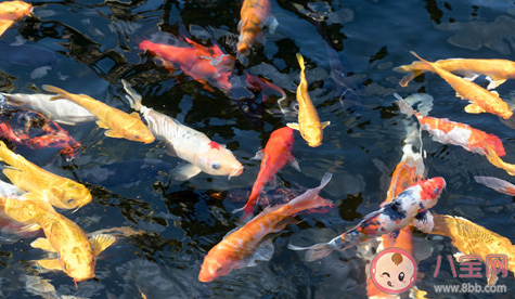 釣魚遇上金蟾抱鯉是怎么回事 金蟾抱鯉是怎樣的 釣魚遇上金蟾抱鯉是怎么回事 金蟾抱鯉是怎樣的