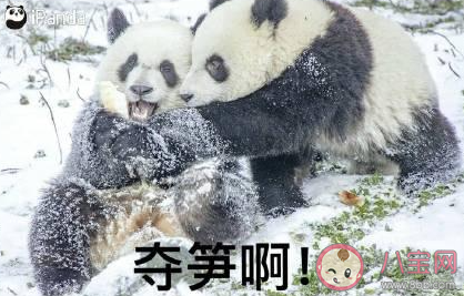 山上的筍都被你奪完了什么意思 筍都被你奪完了什么梗