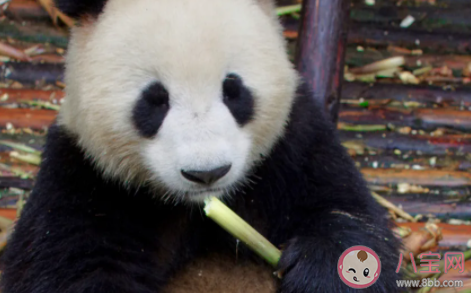 山上的筍都被你奪完了什么意思 筍都被你奪完了什么梗