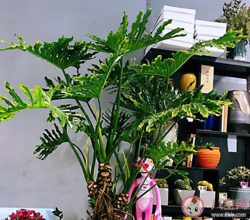 家里有寶寶不適合養哪些植物 家里有小寶寶可以養花嗎