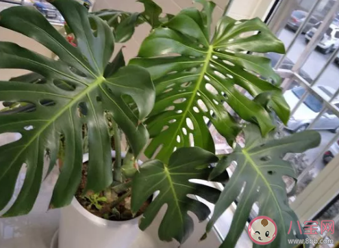 家里有寶寶不適合養哪些植物 家里有小寶寶可以養花嗎