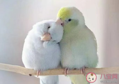 高質量的戀愛是什么意思 高質量的戀愛有哪些特征 高質量的戀愛是什么意思 高質量的戀愛有哪些特征