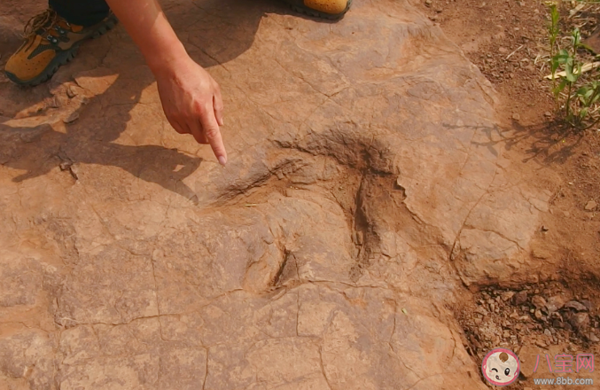 找到神奇恐龍一共分幾步 恐龍足跡是怎么形成的