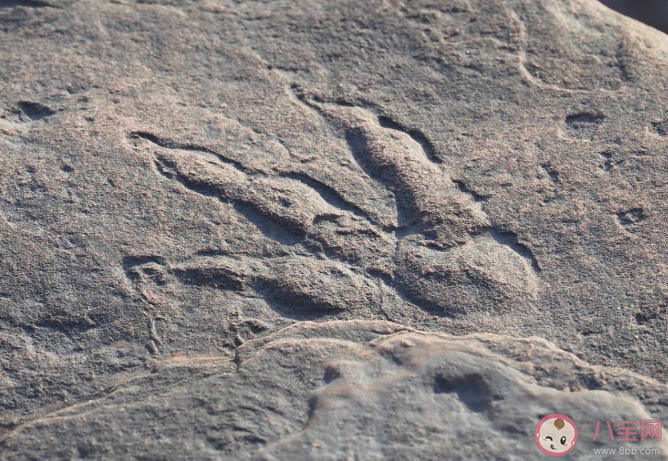 找到神奇恐龍一共分幾步 恐龍足跡是怎么形成的
