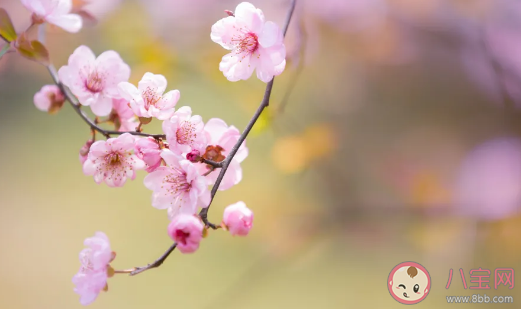 2021今日驚蟄的經典文案 驚蟄節氣唯美說說句子