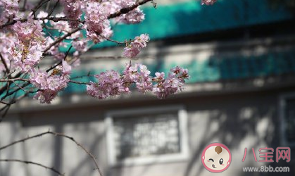 2021武大賞櫻花怎么預(yù)約 武大賞櫻花預(yù)約步驟