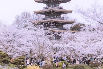 2021武大賞櫻游客從哪個門進最好 游客通道兩次核驗點