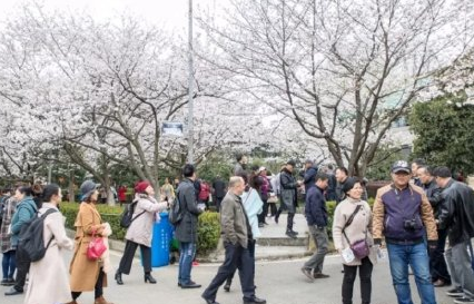 2021武大賞櫻游客從哪個門進最好 游客通道兩次核驗點