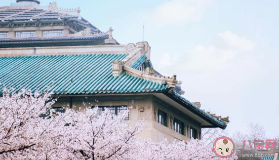 2021武大櫻花開放時間 武大賞櫻時間段