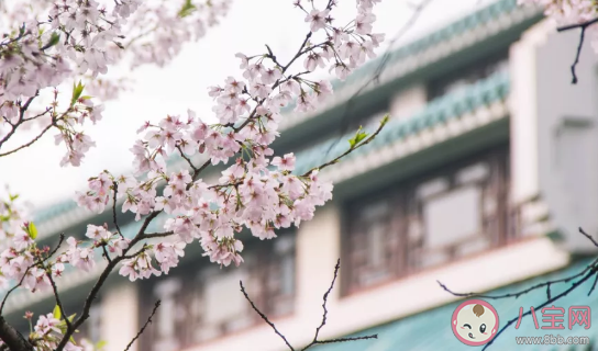 2021武大櫻花開放時間 武大賞櫻時間段 2021武大櫻花開放時間 武大賞櫻時間段