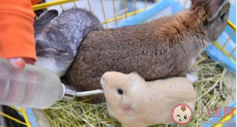 建議遺棄寵物行為納入個(gè)人不良征信記錄 遺棄寵物是怎樣的行為 建議遺棄寵物行為納入個(gè)人不良征信記錄 遺棄寵物是怎樣的行為