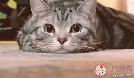 建議遺棄寵物行為納入個(gè)人不良征信記錄 遺棄寵物是怎樣的行為 建議遺棄寵物行為納入個(gè)人不良征信記錄 遺棄寵物是怎樣的行為