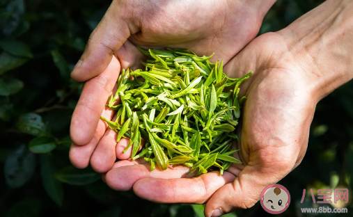 雨前茶的雨是指第一場雨還是谷雨 螞蟻莊園3月11日答案