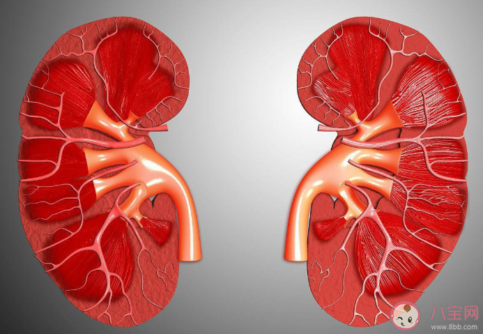 慢性腎臟病有哪些癥狀要注意 如何預(yù)防保護腎臟健康 慢性腎臟病有哪些癥狀要注意 如何預(yù)防保護腎臟健康