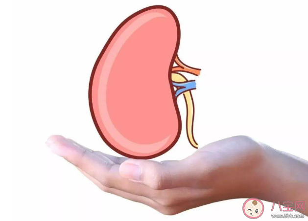 慢性腎臟病有哪些癥狀要注意 如何預(yù)防保護腎臟健康 慢性腎臟病有哪些癥狀要注意 如何預(yù)防保護腎臟健康