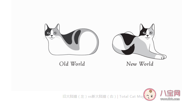 貓貓為什么總愛揣手手 貓咪的爪爪有什么作用