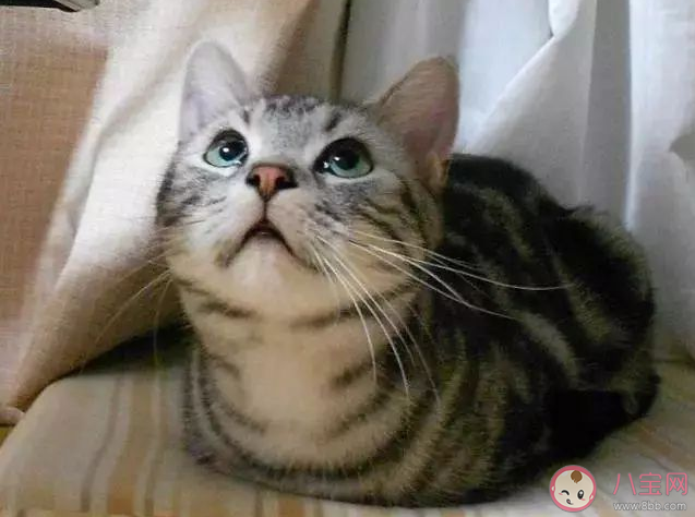 貓貓為什么總愛揣手手 貓咪的爪爪有什么作用