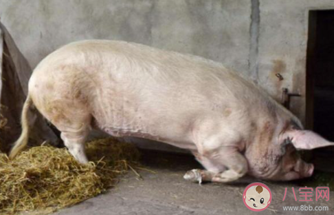 14歲的豬堅(jiān)強(qiáng)已瘦骨嶙峋 豬堅(jiān)強(qiáng)的故事是怎樣的