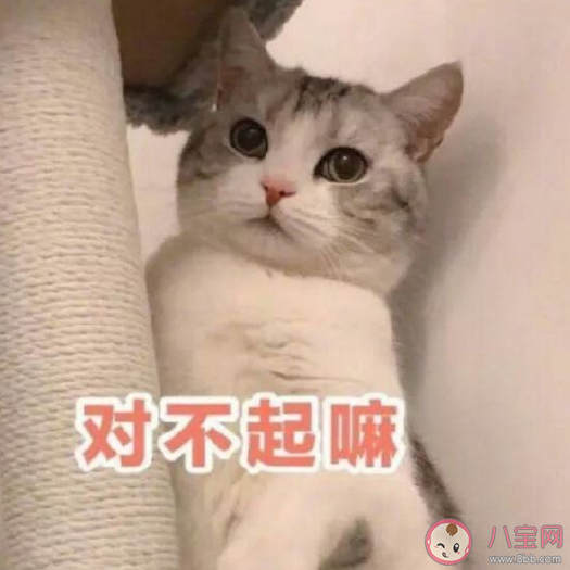 有哪些搞笑道歉的句子 哄女朋友開心的道歉可愛句子