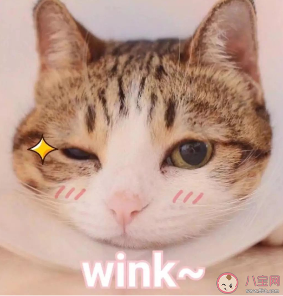 有哪些搞笑道歉的句子 哄女朋友開心的道歉可愛句子