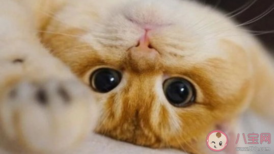 養貓的智商稅有哪些 養貓交過的智商稅盤點 養貓的智商稅有哪些 養貓交過的智商稅盤點