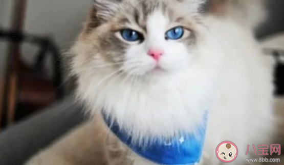 養貓的智商稅有哪些 養貓交過的智商稅盤點