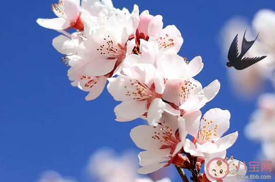 2021春分借勢(shì)文案怎么寫 春分節(jié)氣創(chuàng)意文案大全