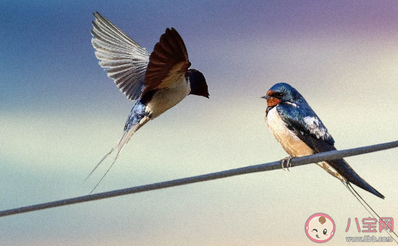 2021今日春分朋友圈溫馨文案 今日春分溫暖句子