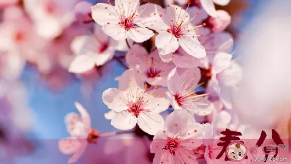 2021今日春分祝福語說說 今日春分祝福句子帶圖