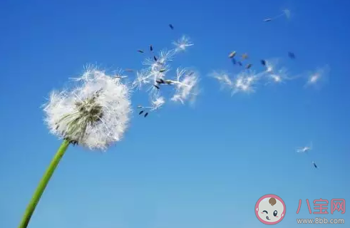 春季寶寶過敏起因有哪些 寶寶花粉過敏怎么辦 春季寶寶過敏起因有哪些 寶寶花粉過敏怎么辦