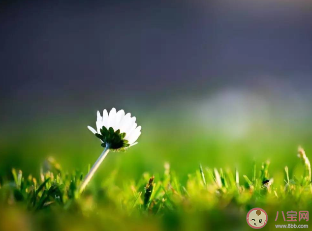 花粉過敏掛什么科 嚴重的花粉過敏有哪些后果 花粉過敏掛什么科 嚴重的花粉過敏有哪些后果