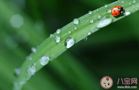 2021春分節氣是哪一天 春分節氣幾時幾分