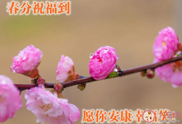 2021春分早安的祝福語 春分早安心語句子 2021春分早安的祝福語 春分早安心語句子