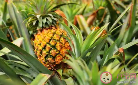 孩子春季長高要吃哪些水果蔬菜 春季長個子的食物推薦