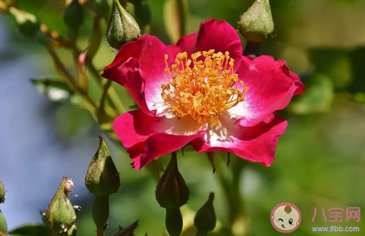 春天郊游踏青的說說句子 春天出游的好心情句子
