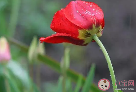 關于春雨的詩句有哪些 春雨古詩詞大全 關于春雨的詩句有哪些 春雨古詩詞大全