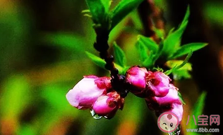 關于春雨的詩句有哪些 春雨古詩詞大全