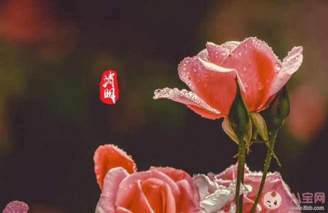 2021幼兒園小班清明節活動策劃方案三篇 2021幼兒園小班清明節活動教案美篇大全