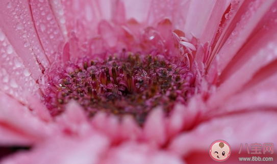 我國花粉過敏人群超2億是真的嗎 春季如何預(yù)防花粉過敏